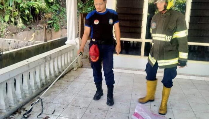 Petugas Bomba Damkar Padang Jinakan Ular Cobra Berbisa Mematikan di Kolam Warga