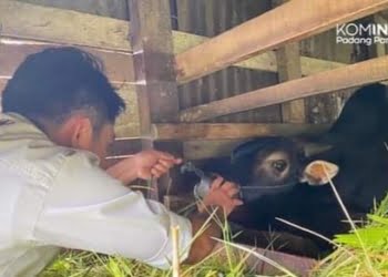 Hingga Saat ini, Hewan Kurban di Padang Panjang Bersih dari PMK