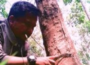 Harga Getah Karet di Kabupaten Sijunjung Merangkak Naik