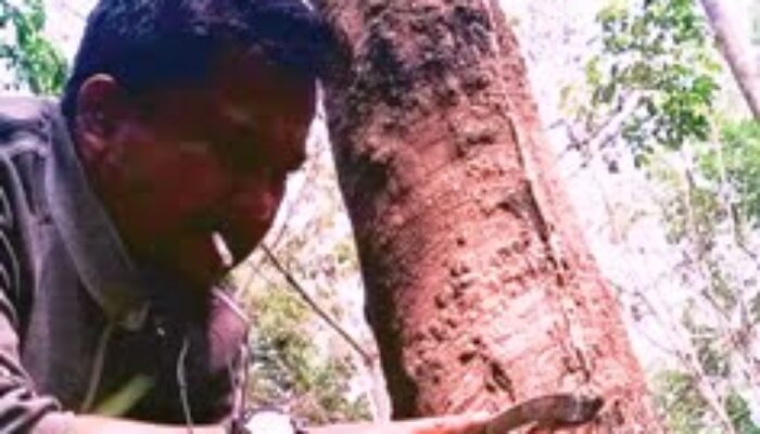 Harga Getah Karet di Kabupaten Sijunjung Merangkak Naik