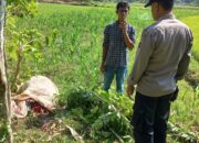 Warga Sijunjung Heboh Kehilangan 3 Ekor Sapi, Ditemukan di Semak Sudah Bersimbah Darah