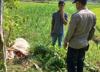 Warga Sijunjung Heboh Kehilangan 3 Ekor Sapi, Ditemukan di Semak Sudah Bersimbah Darah