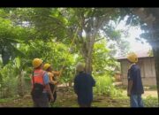 Tingkatkan Keandalan Listrik, PLN Muara Labuh Bersihkan Jaringan Balai Janggo