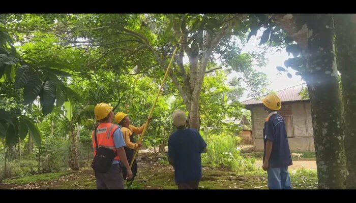 Tingkatkan Keandalan Listrik, PLN Muara Labuh Bersihkan Jaringan Balai Janggo