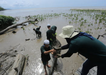 Lindungi Lingkungan, PLN Tanam 10.000 Mangrove Pencegah Abrasi di Kalbar