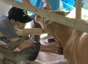 Cegah Parasit Darah, UPTD Puskeswan Sawahlunto Lakukan Surveilans