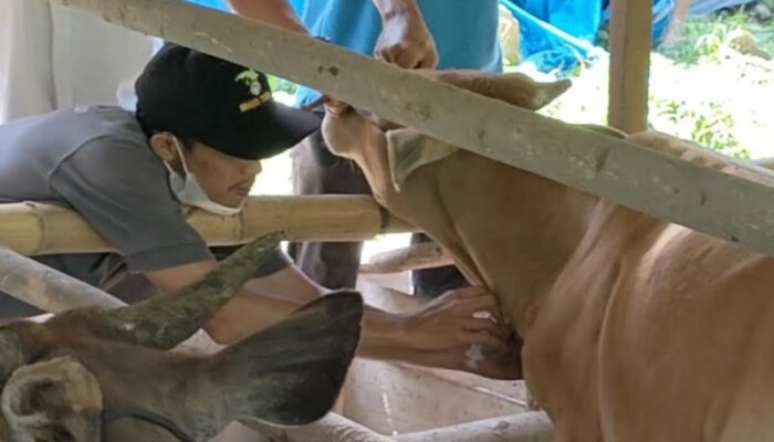 Cegah Parasit Darah, UPTD Puskeswan Sawahlunto Lakukan Surveilans