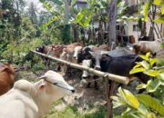 Akibat PMK, Harga Sapi di Kabupaten Agam Naik Rp1 Juta per Ekor