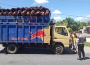 Satlantas Agam Tertibkan Truk Pengangkut Sawit