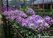 Usaha Tanaman Hias Berkembang Pesat di Padang Panjang