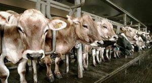 Kementan mendorong vaksinasi terhadap ternak sapi dalam mencegah penularan penyakit mulut dan kuku atau PMK.