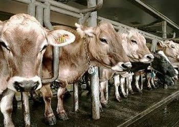 Kementan mendorong vaksinasi terhadap ternak sapi dalam mencegah penularan penyakit mulut dan kuku atau PMK.