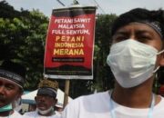 Harga TBS Tak Kunjung Naik, Petani Sawit di Berbagai Daerah Bakar Tandan Buah Segar