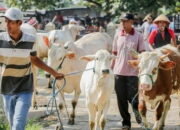 Edaran Menag Tentang Pelaksanaan Kurban 2022, Pastikan Hewan Sehat!