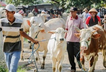 Edaran Menag Tentang Pelaksanaan Kurban 2022, Pastikan Hewan Sehat!