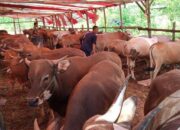 Pemprov Siapkan 4.200 Dosis, Hewan Ternak di Sumbar Mulai Vaksinasi PMK