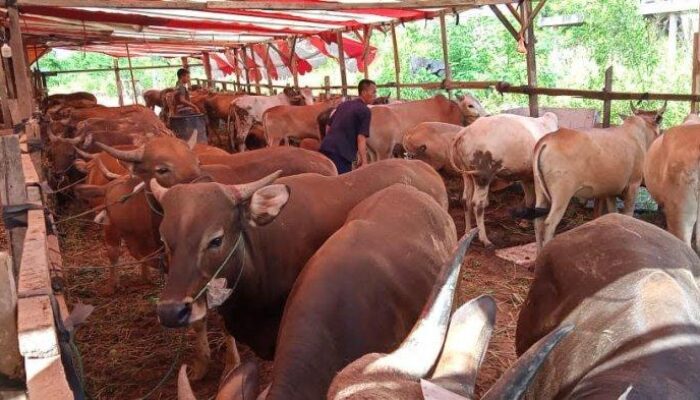 Pemprov Siapkan 4.200 Dosis, Hewan Ternak di Sumbar Mulai Vaksinasi PMK