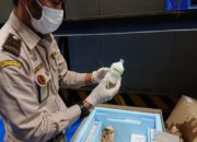 Siap-siap! Pemerintah Sebar 3 Juta Vaksin Darurat untuk Atasi Wabah PMK