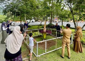Unik! Bukan di Hutan, Kali Ini Bunga Bangkai Tumbuh Mekar di Taman Kota Padang Panjang