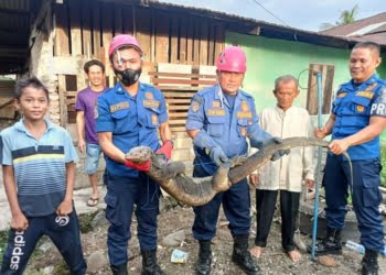 Masuk Perkarangan Rumah, Biawak Jumbo Bikin Panik Warga Sungai Sapiah Padang