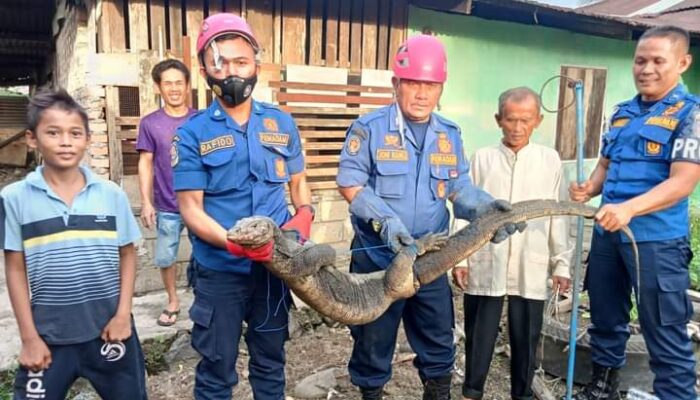 Masuk Perkarangan Rumah, Biawak Jumbo Bikin Panik Warga Sungai Sapiah Padang