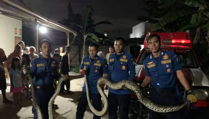 Wow! Sepasang Ular Piton Berukuran Besar Masuk Perumahan Warga di Komplek Villa Bunga Mas Padang