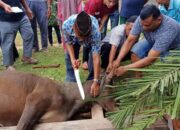 Nagari Gunung Medan Dharmasraya Sembelih 41 Sapi Kurban