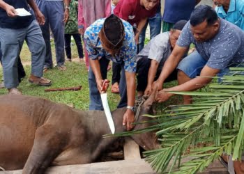 Nagari Gunung Medan Dharmasraya Sembelih 41 Sapi Kurban