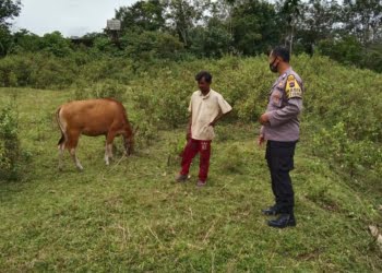 Tak Didampingi Disnak, Bhabinkamtibmas Polres Dharmasraya Terus Pantau PMK di Ternak Warga