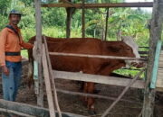 Hewan Ternak di Nagari Sariak Laweh Diserang PMK, Warga Berharap Pemerintah Cepat Turun Tangan