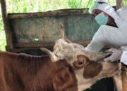 339 Ekor Ternak Kabupaten Agam Dinyatakan Sembuh dari Virus PMK