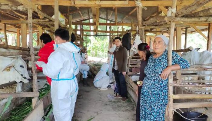 Pemkab Solok Selatan Laksanakan Vaksin PMK Pertama