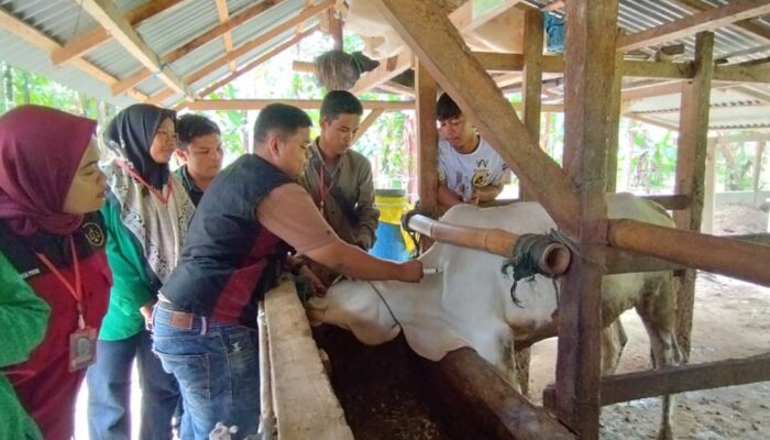 Mahasiswa KKN Universitas Taman Siswa Padang Sosialisasi Virus PMK di Korong Ringan-Ringan