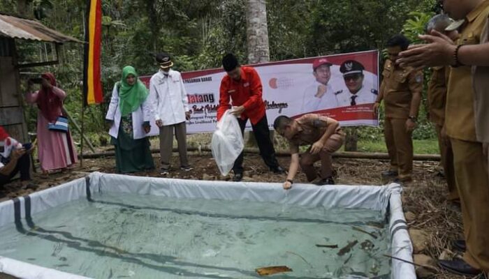 PMI Pasbar Tebar Bibit Gurami saat Pencanangan Program Integrasi Pangan di Jorong Paroman Nagari Sinuruik