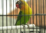 Puisi-puisi Karya Ngadi Nugroho