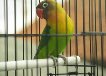 Puisi-puisi Karya Ngadi Nugroho