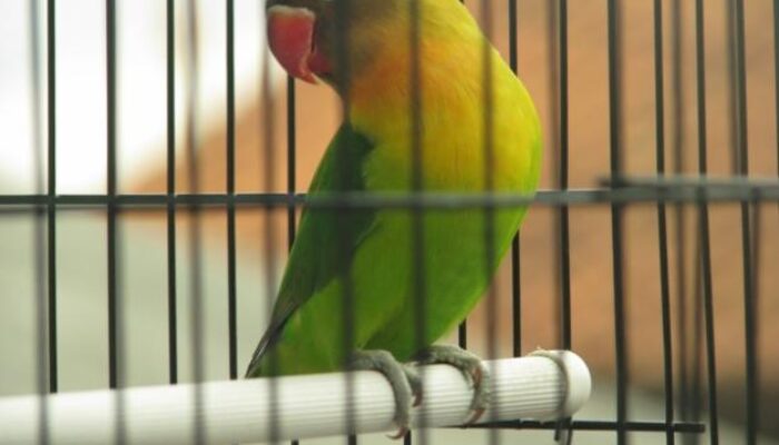 Puisi-puisi Karya Ngadi Nugroho