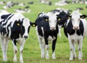 Nagari Pasia Laweh Bakal Jadi Pusat Pembibitan Sapi