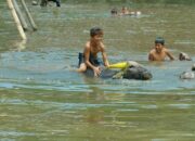 Gebyar Pesona Talago Biru Atar Semarakkan Kembali Kekayaan Budaya Tradisional Tanah Datar