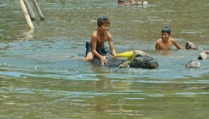 Gebyar Pesona Talago Biru Atar Semarakkan Kembali Kekayaan Budaya Tradisional Tanah Datar