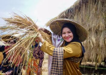 Festival Baluluak Bajarami Nagari Kumango Tanah Datar: Ketua GOW Panen Padi, Wabup Richi Aprian Tiup Pupuik Jarami