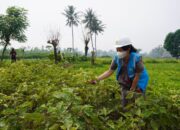 Program Electrifying Agriculture PLN Membuahkan Hasil, Pendapatan Petani Naik Dua Kali Lipat