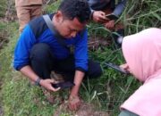 Waspada! Anjing Milik Warga Mudiak Sawah Diduga Dimangsa Harimau Sumatra