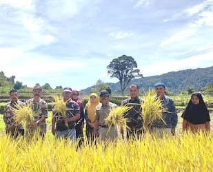 Padi Organik, Solusi Cerdas Ala Kelompok Tani Ganto Sori Agam Mengatasi Persoalan Pupuk