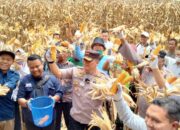 Manfaatkan Dana Desa untuk Pertanian, Nagari Padang Sibusuk Panen Perdana Demplot Jagung