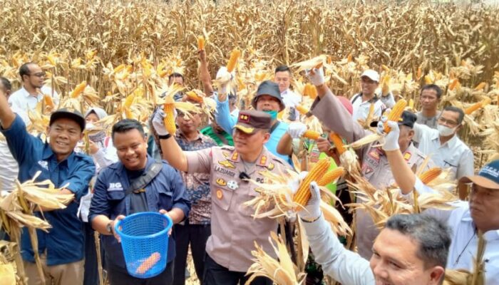 Manfaatkan Dana Desa untuk Pertanian, Nagari Padang Sibusuk Panen Perdana Demplot Jagung