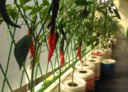 Ekonomi Sulit, Istri Gubernur Sumbar Minta Ibu-ibu Iskada Jadi Pelopor Menanam Tumbuhan Produktif di Perkarangan Rumah