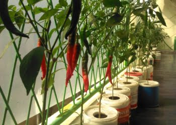 Ekonomi Sulit, Istri Gubernur Sumbar Minta Ibu-ibu Iskada Jadi Pelopor Menanam Tumbuhan Produktif di Perkarangan Rumah