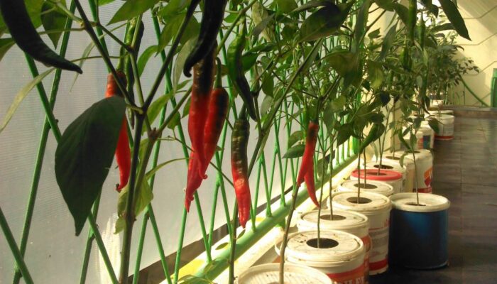 Ekonomi Sulit, Istri Gubernur Sumbar Minta Ibu-ibu Iskada Jadi Pelopor Menanam Tumbuhan Produktif di Perkarangan Rumah