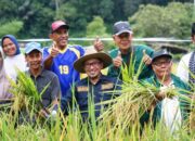 Beralih ke Pupuk Organik, Hasil Panen Petani Nagari Pangian Lintau Buo Tanah Datar Meningkat